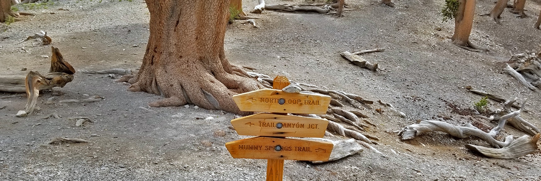 Trail Sign at Raintree | Mummy Mountain NE Cliffs Descent | Mt Charleston Wilderness | Spring Mountains, Nevada