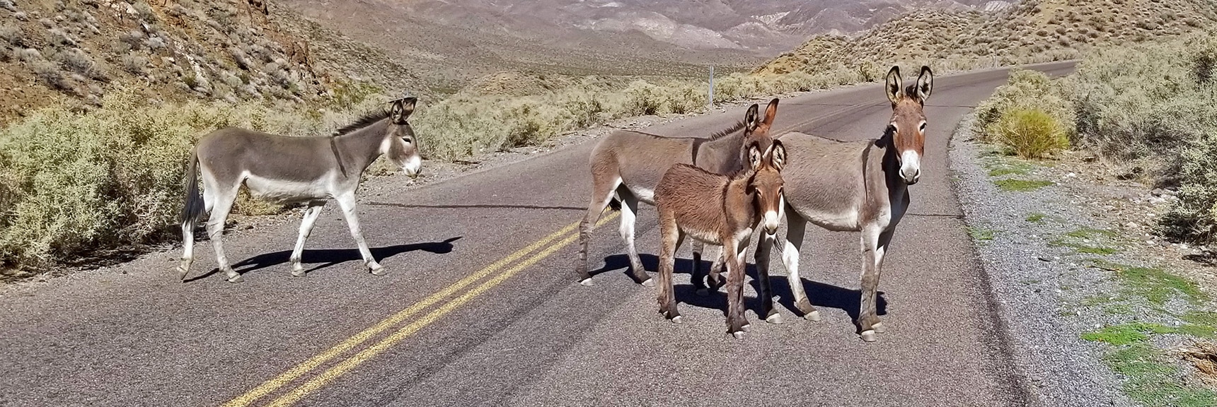 Wild Mule Family on Charcoal Kiln Road | Charcoal Kilns | Death Valley, California