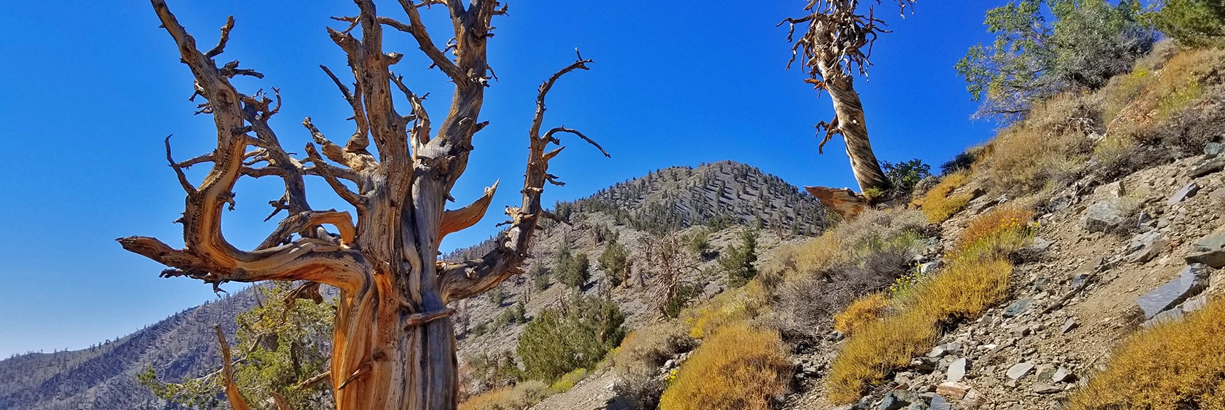 Bristlecone Pines Appear While Closing in on Telescope Peak Summit | Telescope Peak Summit from Wildrose Charcoal Kilns Parking Area, Panamint Mountains, Death Valley National Park, California