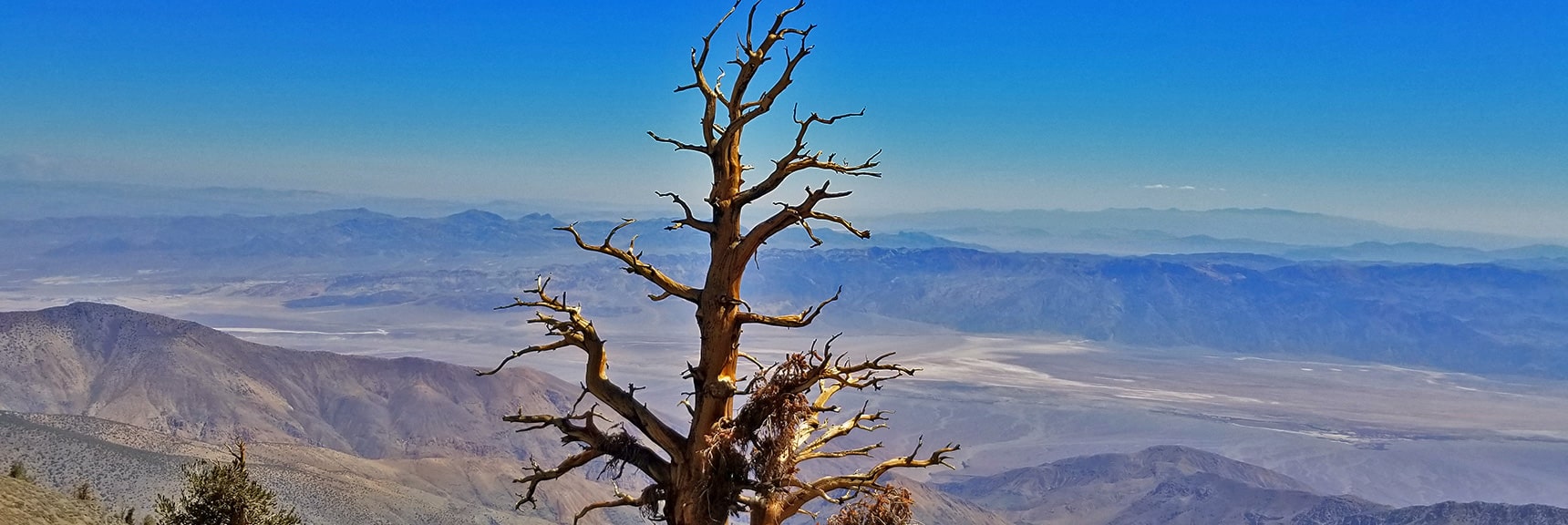 Another View Down to Death Valley Floor. Majestic Bristlecone Pine in Foreground | Telescope Peak Summit from Wildrose Charcoal Kilns Parking Area, Panamint Mountains, Death Valley National Park, California