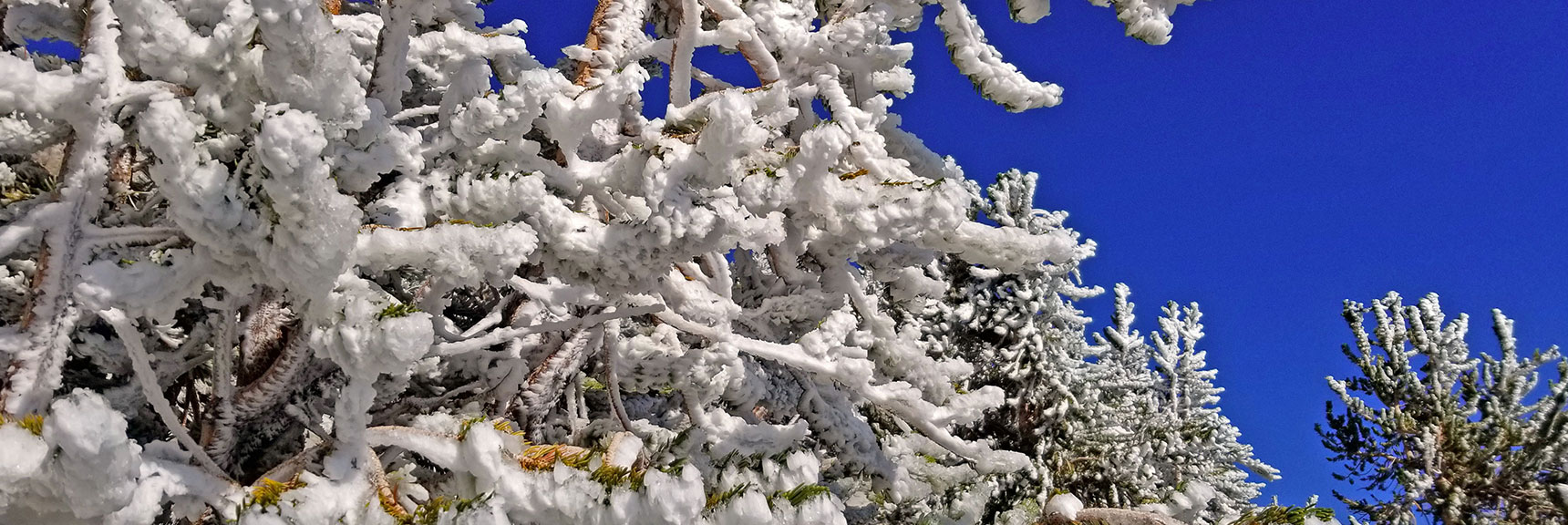 Snow-Flocked Bristlecone Pines! | Charleston Peak Loop October Snow Dusting | Mt. Charleston Wilderness | Spring Mountains, Nevada