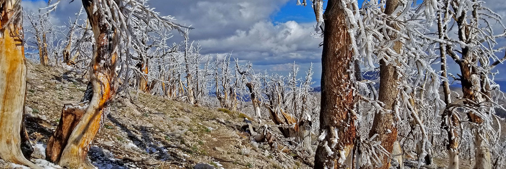 Descending Through the 2013 Burn Area | Charleston Peak Loop October Snow Dusting | Mt. Charleston Wilderness | Spring Mountains, Nevada