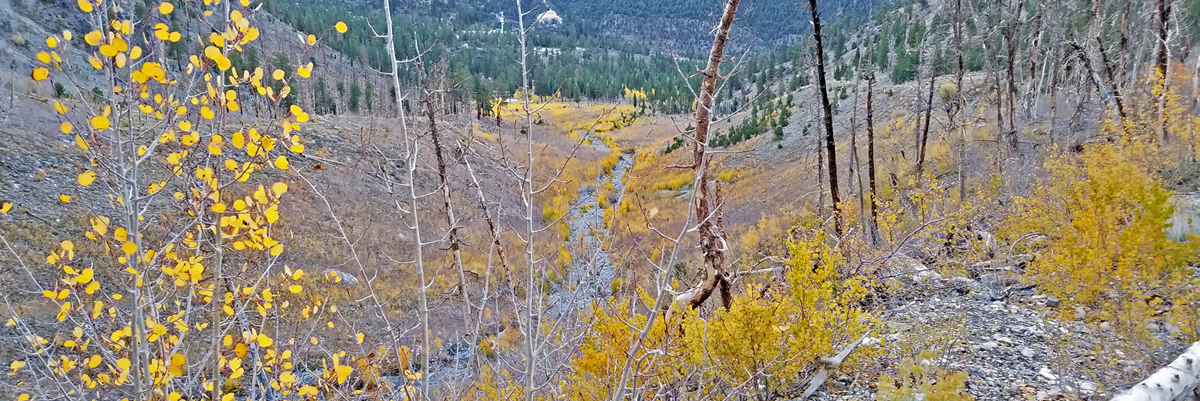 Colorful Fall Aspens Winding Down the Canyon Toward the South Loop Trailhead | Charleston Peak Loop October Snow Dusting | Mt. Charleston Wilderness | Spring Mountains, Nevada