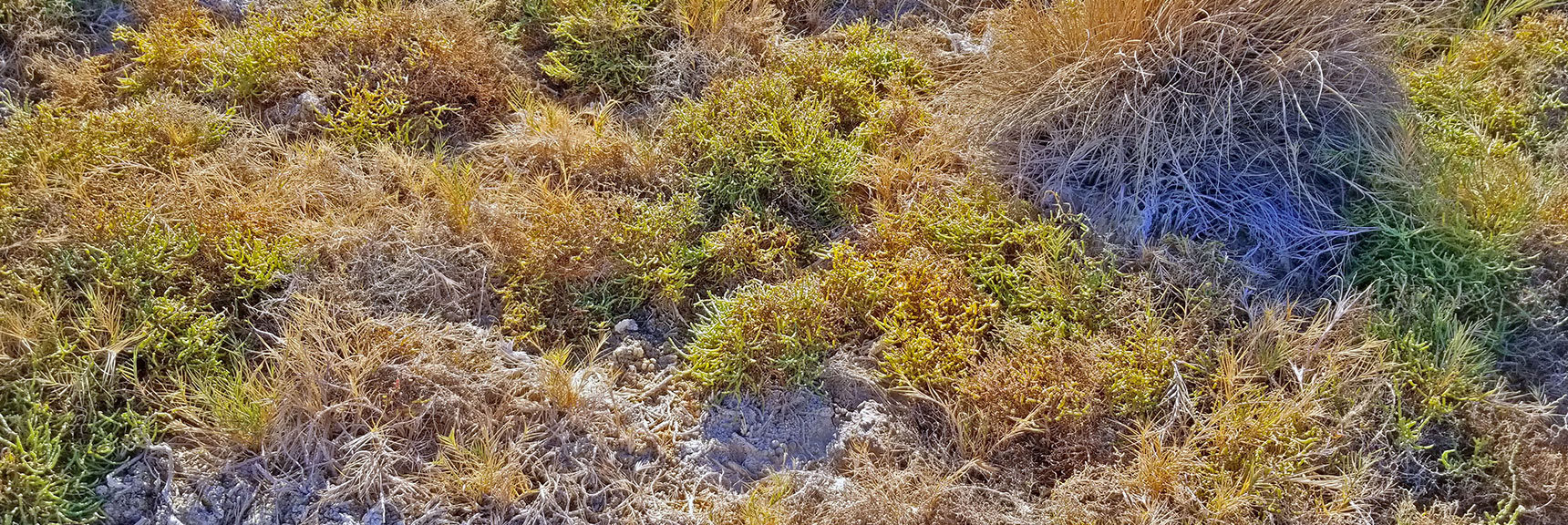 Pickle Weed Growing Amongst Clumps of Salt Grass | Return of Lake Manly (Lake in Death Valley) | Death Valley National Park, California