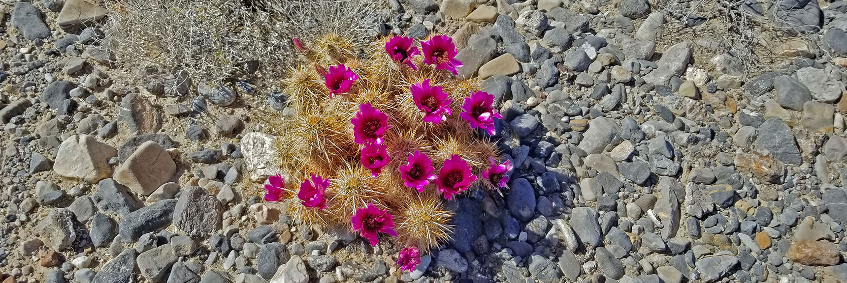 Blooming Early April Cactus Near Mormon Well Road | Fossil Ridge End to End | Sheep Range | Desert National Wildlife Refuge, Nevada