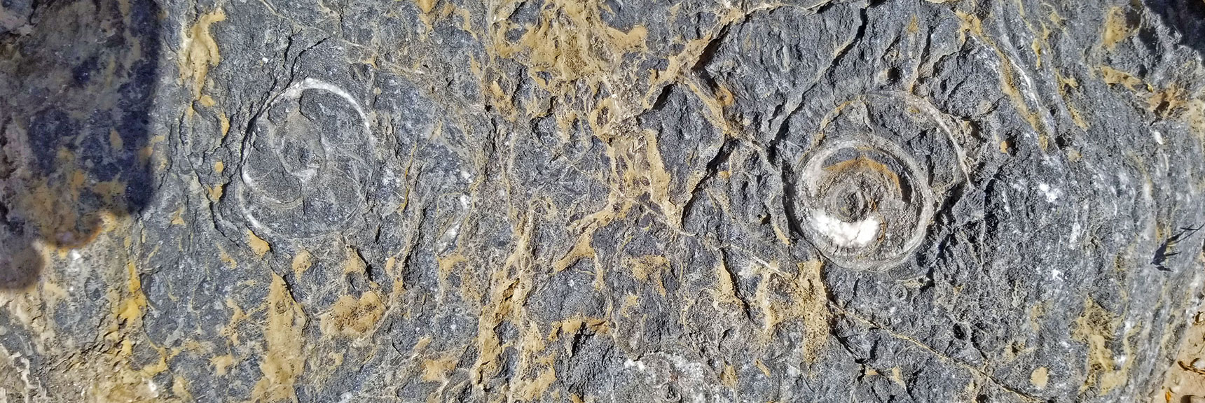 More Fossils Along the Base of Fossil Ridge | Fossil Ridge End to End | Sheep Range | Desert National Wildlife Refuge, Nevada