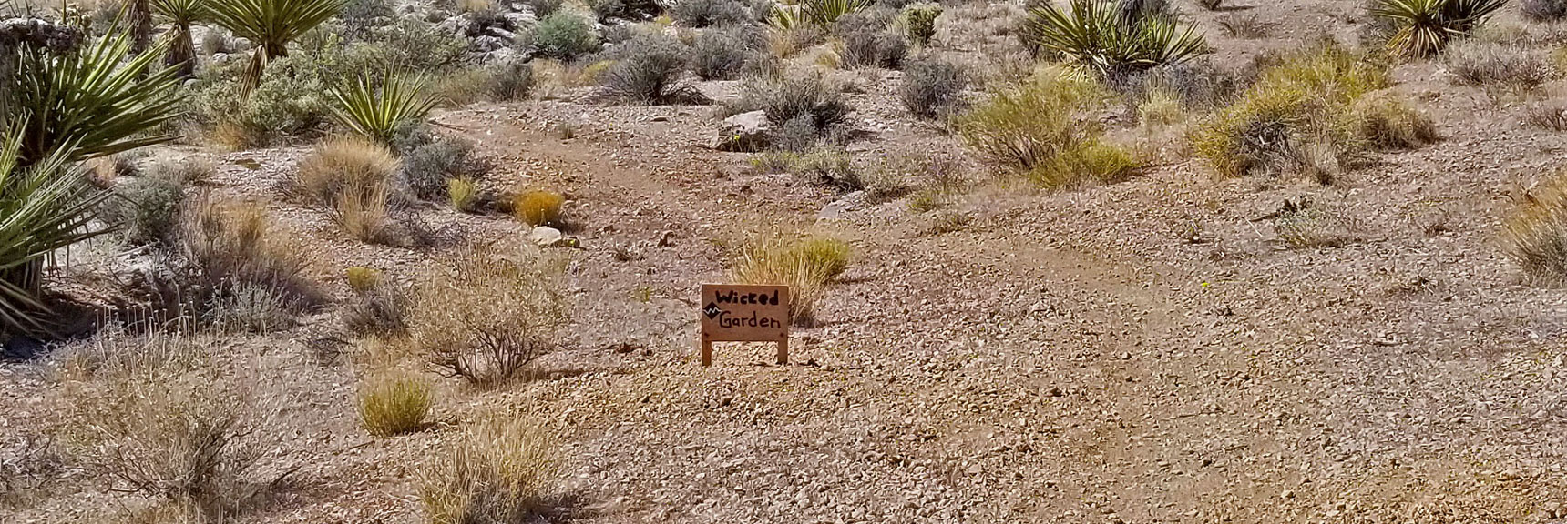 Entering the "Wicked Gardens" Trail Area | Little La Madre Mt, Little El Padre Mt, Little Burnt Peak | Near La Madre Mountains Wilderness, Nevada