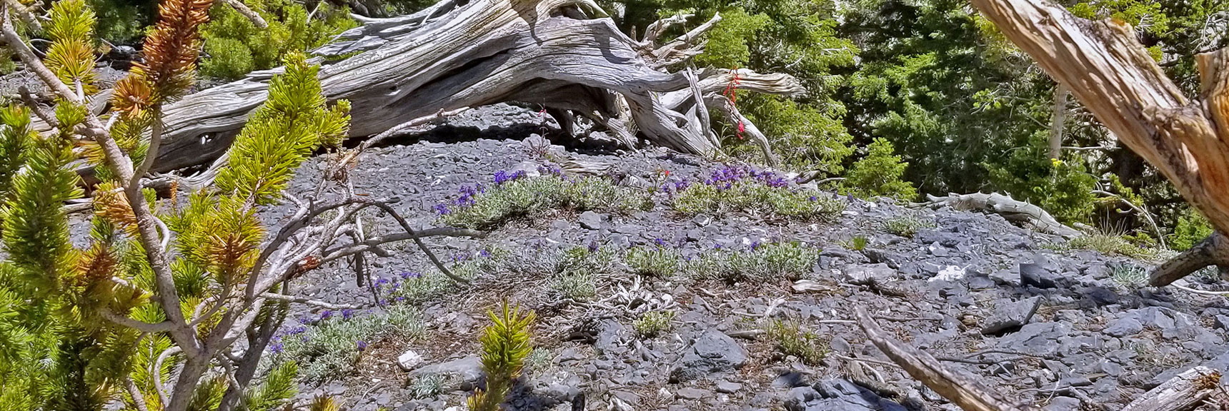 Wild Flowers on the High Ridge | Black Rock Sister | Mt Charleston Wilderness | Lee Canyon | Spring Mountains, Nevada