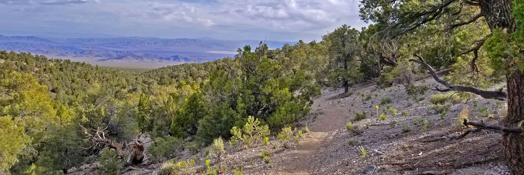 View of the Center of Mud Springs Loop and Beyond. | Pinyon Pine Loop Trail | Sawmill Trailhead | Lee Canyon | Mt Charleston Wilderness | Spring Mountains, Nevada