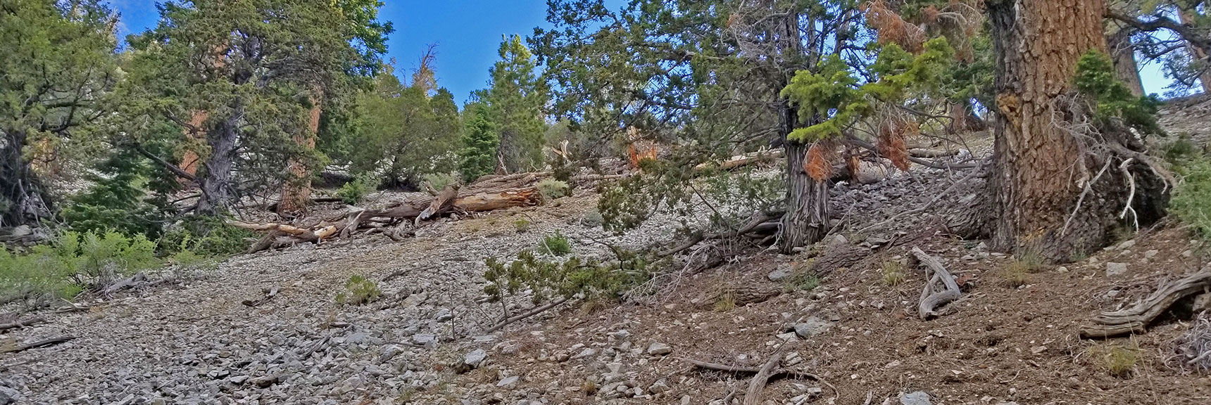 Heading Up "The Slope of Death" Steep Loose Rock Avalanche Mid Ridge Slope. | The Sisters South | Lee Canyon | Mt Charleston Wilderness | Spring Mountains, Nevada