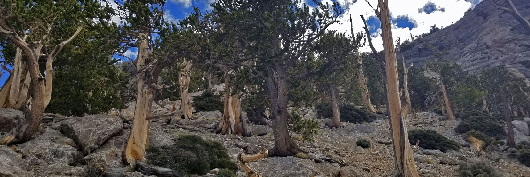Bristlecone Pines Take Over on the Mid South Summit Approach. | The Sisters South | Lee Canyon | Mt Charleston Wilderness | Spring Mountains, Nevada