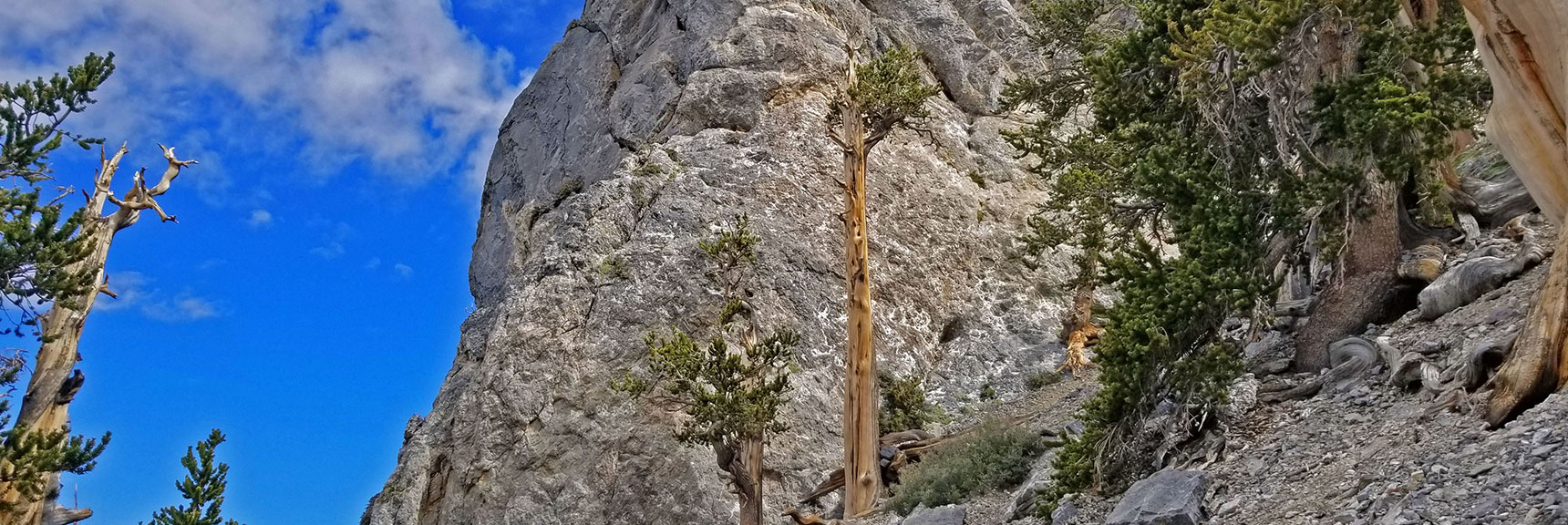 Steep Angle of Incline - Not As Steep as "The Slope of Death" Below | The Sisters South | Lee Canyon | Mt Charleston Wilderness | Spring Mountains, Nevada