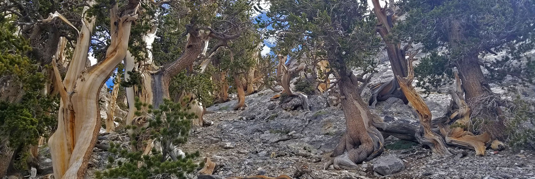 Bristlecone Pines Form Countless Unique Fantastic Shapes | The Sisters South | Lee Canyon | Mt Charleston Wilderness | Spring Mountains, Nevada