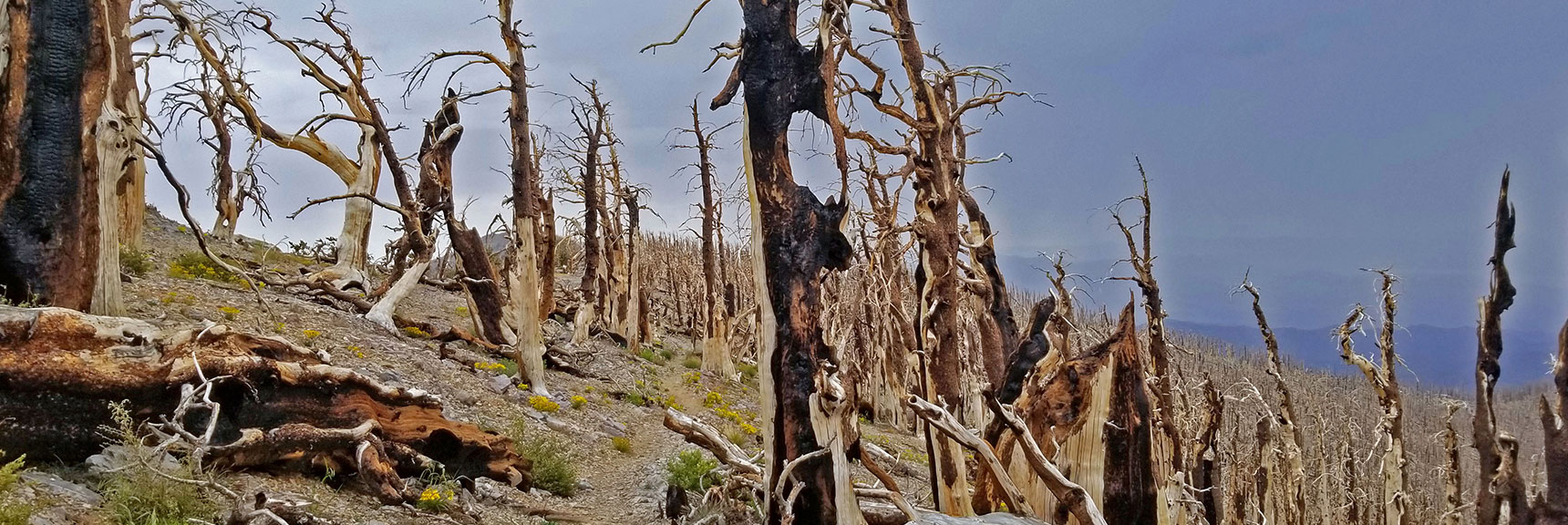 South Loop Trail Navigates Through the 2013 Burn Area. Ancient Bristlecone Skeleton Forest Remains | Lee and Charleston Peaks via Lee Canyon Mid Ridge | Mt Charleston Wilderness | Spring Mountains, Nevada