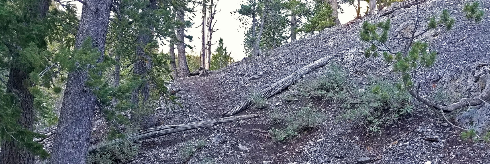Cougar Ridge Trail Ascends to the Center of Cougar Ridge. Parallels Deer Creek Wash Below to Left. | Grand Circuit Loop Cougar Ridge Trail, Mummy Mountain Knees | Mummy Mountain Toe | Mummy Springs | Raintree | Fletcher Peak | Mt Charleston Wilderness | Spring Mountains, Nevada