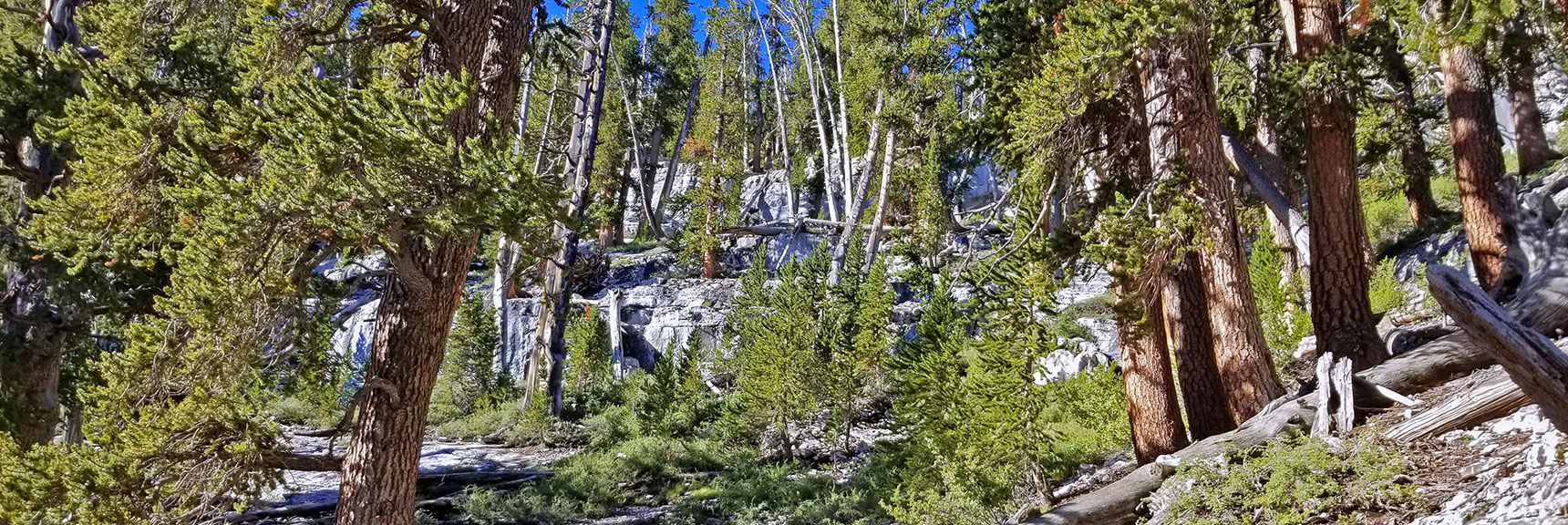 Ledge Ahead Must Be Navigated to Continue Upward. | Grand Circuit Loop Cougar Ridge Trail, Mummy Mountain Knees | Mummy Mountain Toe | Mummy Springs | Raintree | Fletcher Peak | Mt Charleston Wilderness | Spring Mountains, Nevada