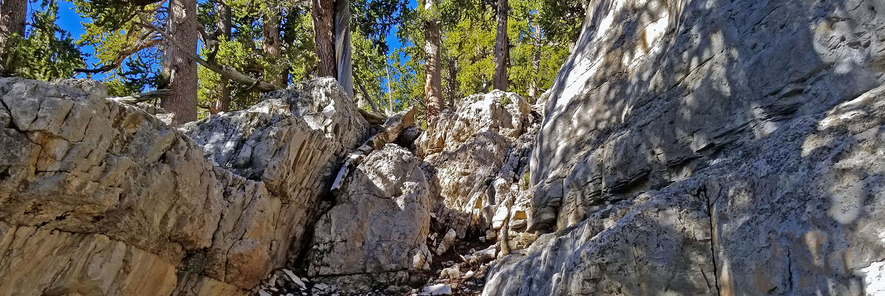 Fairly Easy 15ft Class 3 Scramble At Low Point in Ledge. | Grand Circuit Loop Cougar Ridge Trail, Mummy Mountain Knees | Mummy Mountain Toe | Mummy Springs | Raintree | Fletcher Peak | Mt Charleston Wilderness | Spring Mountains, Nevada