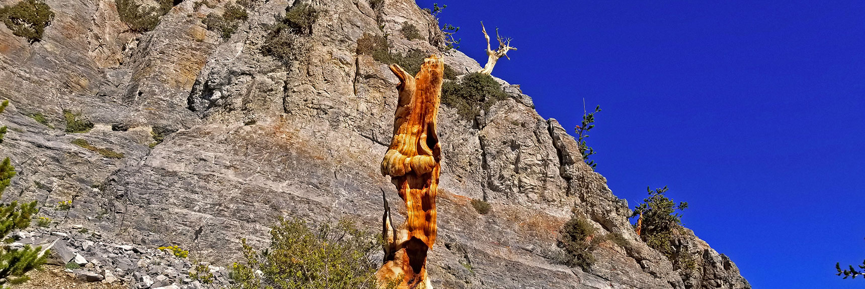 Arrival on Mummy's Knees. Main Summit Cliffs on Western Border. | Grand Circuit Loop Cougar Ridge Trail, Mummy Mountain Knees | Mummy Mountain Toe | Mummy Springs | Raintree | Fletcher Peak | Mt Charleston Wilderness | Spring Mountains, Nevada