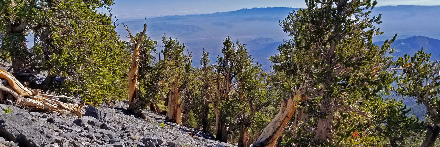 The Amazing Bristlecone Pine Sculptures on Mummy's Knees Do Not End. Sheep Range Far Background. | Grand Circuit Loop Cougar Ridge Trail, Mummy Mountain Knees | Mummy Mountain Toe | Mummy Springs | Raintree | Fletcher Peak | Mt Charleston Wilderness | Spring Mountains, Nevada