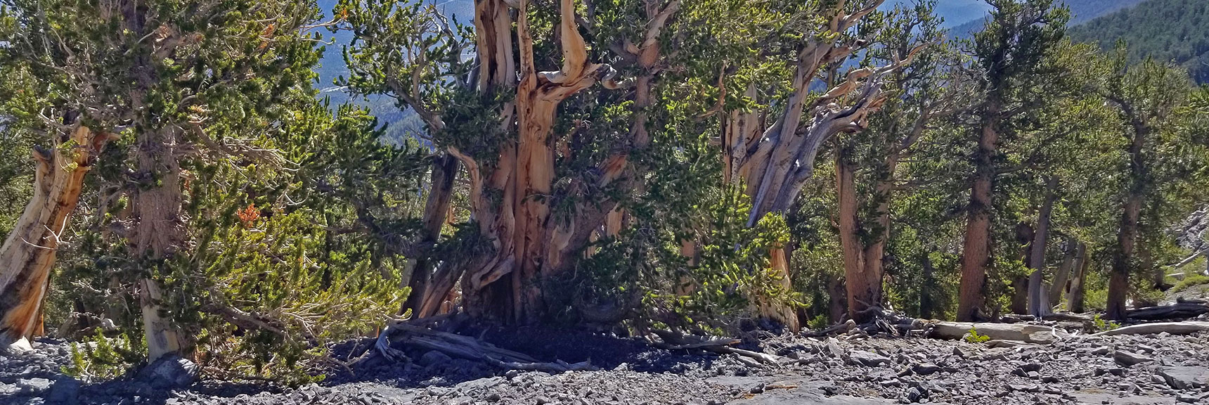 Bristlecone Pine Cluster on Mummy's Knees. | Grand Circuit Loop Cougar Ridge Trail, Mummy Mountain Knees | Mummy Mountain Toe | Mummy Springs | Raintree | Fletcher Peak | Mt Charleston Wilderness | Spring Mountains, Nevada