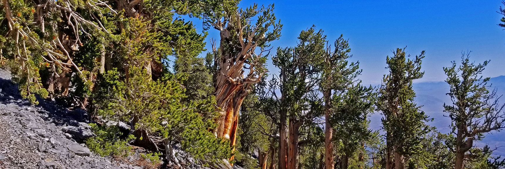 Bristlecone Pine Forest Radiates Beauty Arising from the Limestone Slab on Mummy's Knees. | Grand Circuit Loop Cougar Ridge Trail, Mummy Mountain Knees | Mummy Mountain Toe | Mummy Springs | Raintree | Fletcher Peak | Mt Charleston Wilderness | Spring Mountains, Nevada