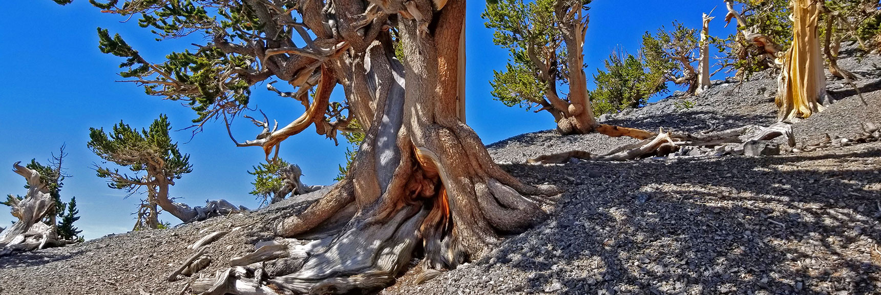 More Bristlecone Pine Sculptures, Now on the Stretch Between Mummy's Knees and Toe. | Grand Circuit Loop Cougar Ridge Trail, Mummy Mountain Knees | Mummy Mountain Toe | Mummy Springs | Raintree | Fletcher Peak | Mt Charleston Wilderness | Spring Mountains, Nevada