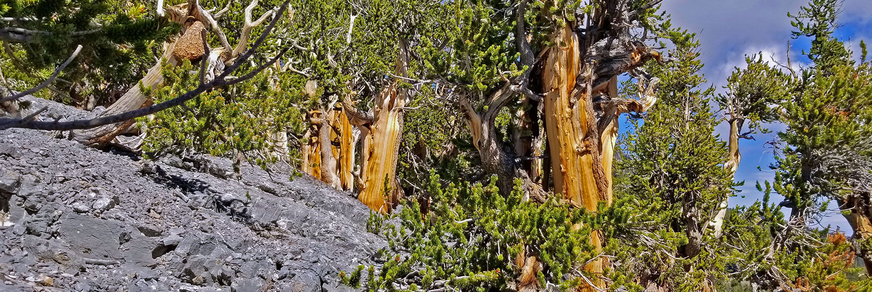 More Ancient Bristlecone Pine Sculptures (est. 2000 yrs old) Arising from the Limestone Slab. | Grand Circuit Loop Cougar Ridge Trail, Mummy Mountain Knees | Mummy Mountain Toe | Mummy Springs | Raintree | Fletcher Peak | Mt Charleston Wilderness | Spring Mountains, Nevada
