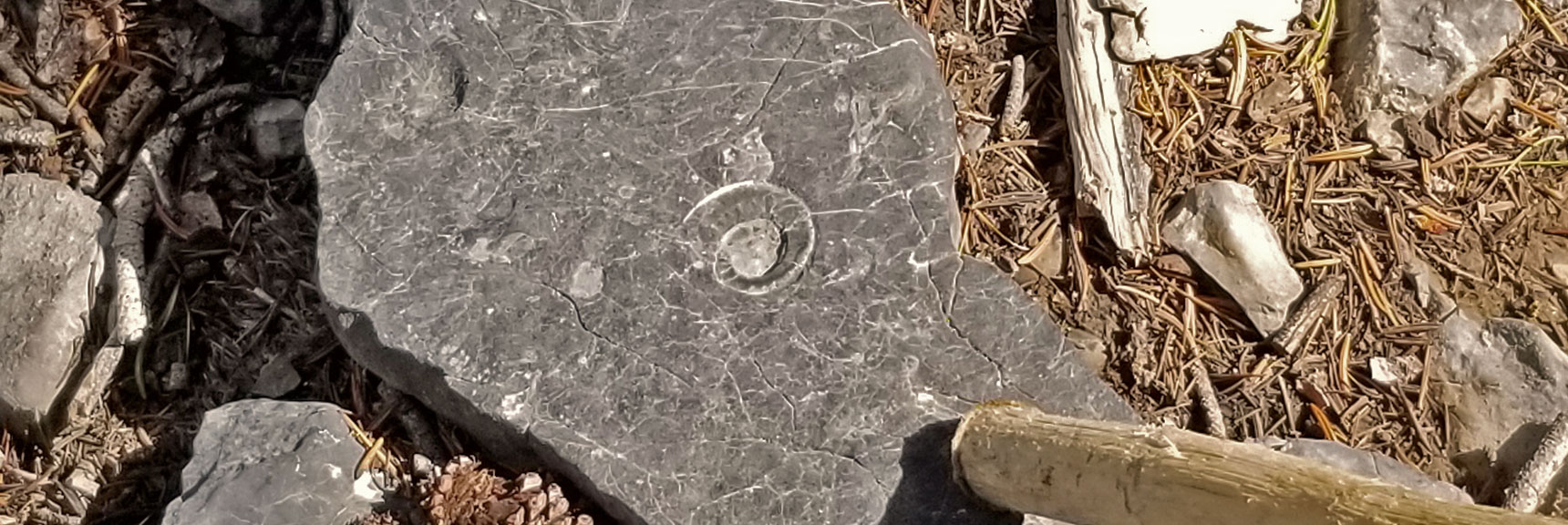 Surprise! 450M-Year-Old Nautilus Shell Fossil + Trilobites from Ancient Sea Bed, Now near 11,000ft! | Grand Circuit Loop Cougar Ridge Trail, Mummy Mountain Knees | Mummy Mountain Toe | Mummy Springs | Raintree | Fletcher Peak | Mt Charleston Wilderness | Spring Mountains, Nevada