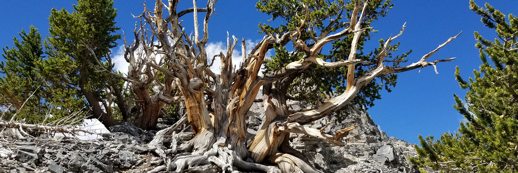Bristlecone Pine Sculpture Immediately Below Mummy's Toe Summit. | Grand Circuit Loop Cougar Ridge Trail, Mummy Mountain Knees | Mummy Mountain Toe | Mummy Springs | Raintree | Fletcher Peak | Mt Charleston Wilderness | Spring Mountains, Nevada