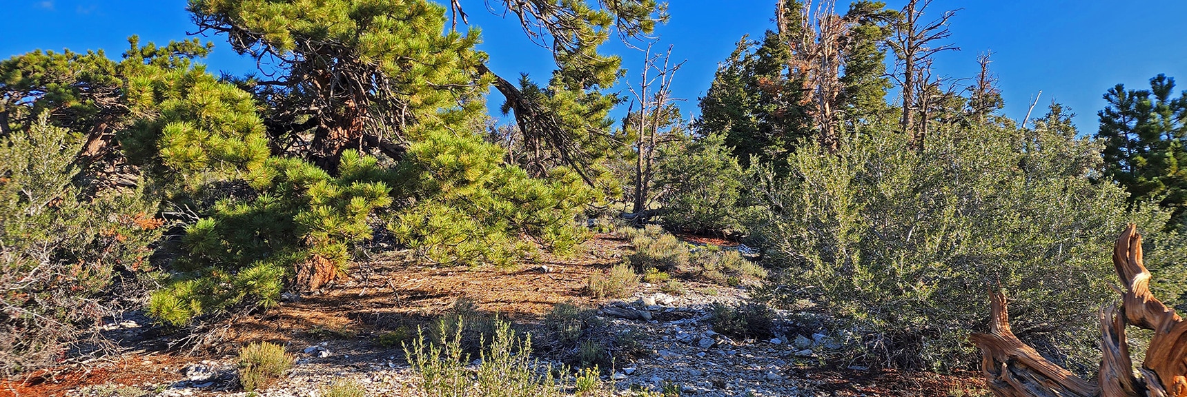 Approaching Summit of Ascent Ridge. Faint Trail Appears, Disappears. | Sisters North | Lee Canyon | Mt Charleston Wilderness | Spring Mountains, Nevada