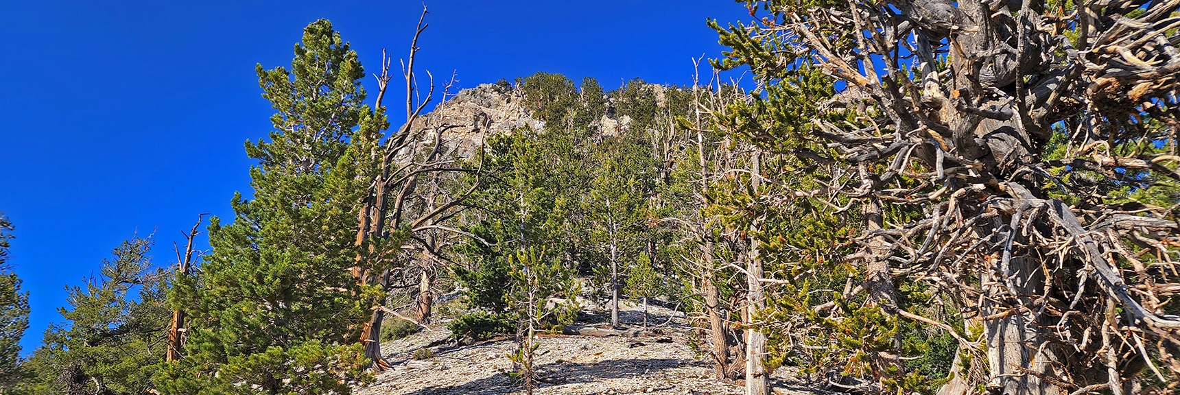 Sisters North from Base of Saddle. Summit Trail and Cairns Begin to Appear. | Sisters North | Lee Canyon | Mt Charleston Wilderness | Spring Mountains, Nevada