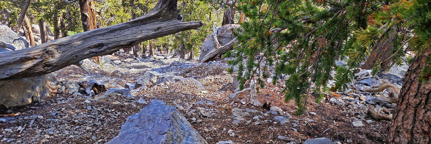 Descending Toward the Beginning of the Final Summit Approach | Sisters North | Lee Canyon | Mt Charleston Wilderness | Spring Mountains, Nevada