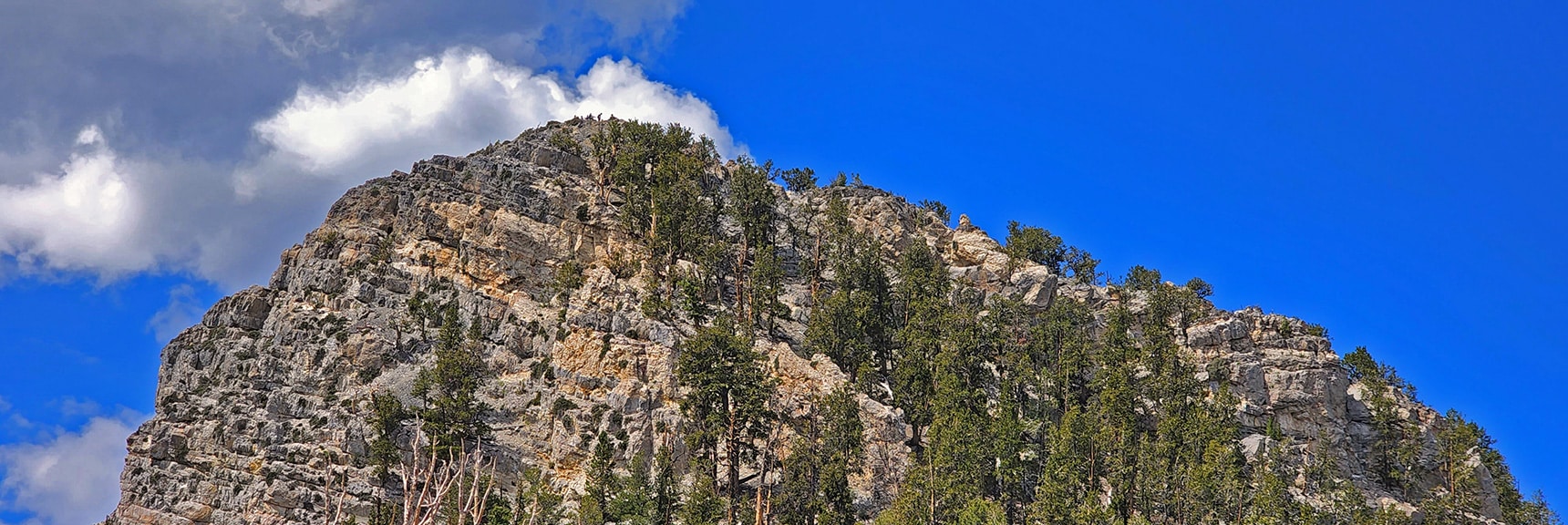 Close-up of Final Summit Approach Along Edge of Tree Line to Right of Cliffs | Sisters North | Lee Canyon | Mt Charleston Wilderness | Spring Mountains, Nevada