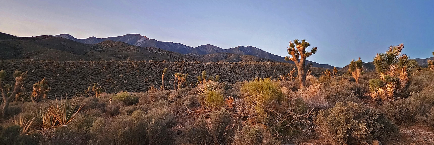 First View of La Madre Mountains. About 4,700ft in Joshua Tree Band | Kyle Canyon Grand Crossing | Northern Half | La Madre Mountains Wilderness, Nevada