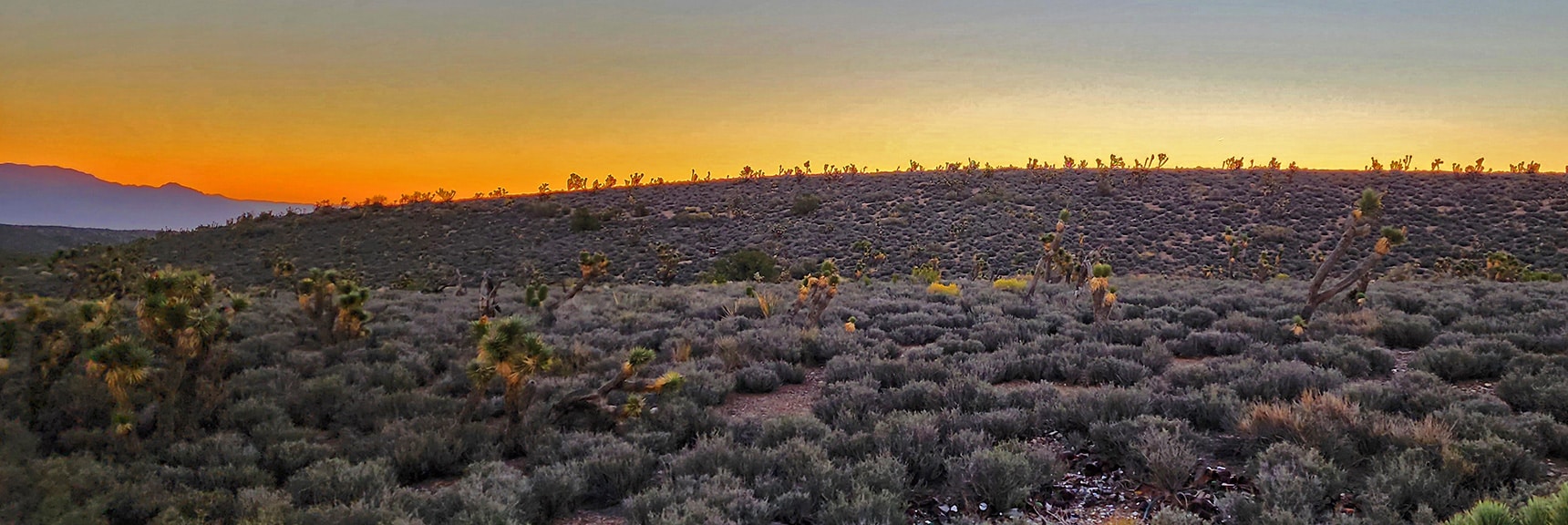 Joshua Tree Ridgeline Silhouette Toward Sheep Range | Kyle Canyon Grand Crossing | Northern Half | La Madre Mountains Wilderness, Nevada
