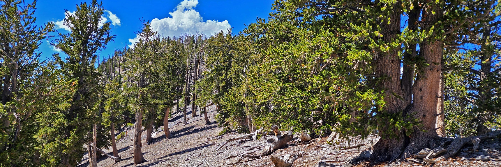 Many Stretches Along the Lee/Kyle Canyon Upper Ridgeline are Wide-Open Easy | Mummy Mountain Grand Crossing | Lee Canyon to Deer Creek Road | Mt Charleston Wilderness | Spring Mountains, Nevada |