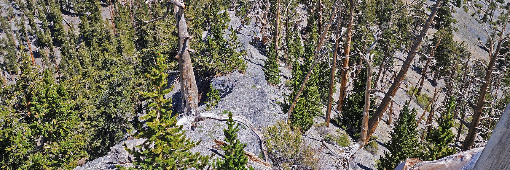 Limestone Cat Walk on the Lee/Kyle Canyon Upper Ridgeline | Mummy Mountain Grand Crossing | Lee Canyon to Deer Creek Road | Mt Charleston Wilderness | Spring Mountains, Nevada |