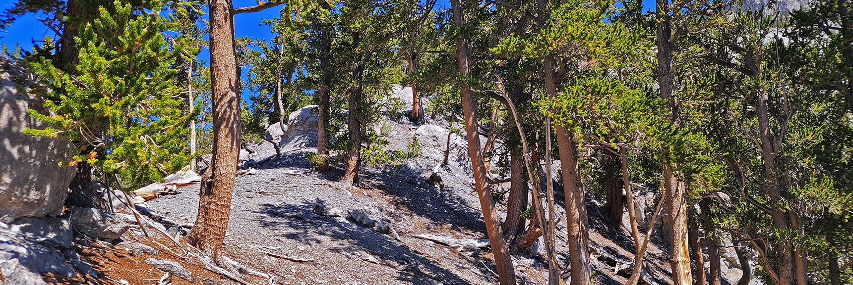 Final Stretch Toward Mummy Mt. Traditional Avalanche Slope Approach | Mummy Mountain Grand Crossing | Lee Canyon to Deer Creek Road | Mt Charleston Wilderness | Spring Mountains, Nevada |