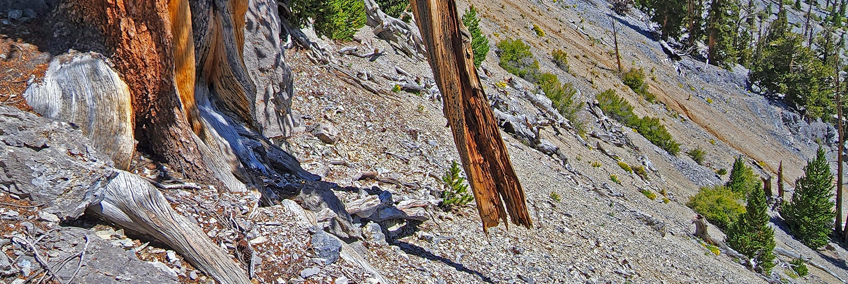 Entire Tree Trunk Suspended Upside-down in Air. Traditional Avalanche Slope Approach Seen Beyond | Mummy Mountain Grand Crossing | Lee Canyon to Deer Creek Road | Mt Charleston Wilderness | Spring Mountains, Nevada |