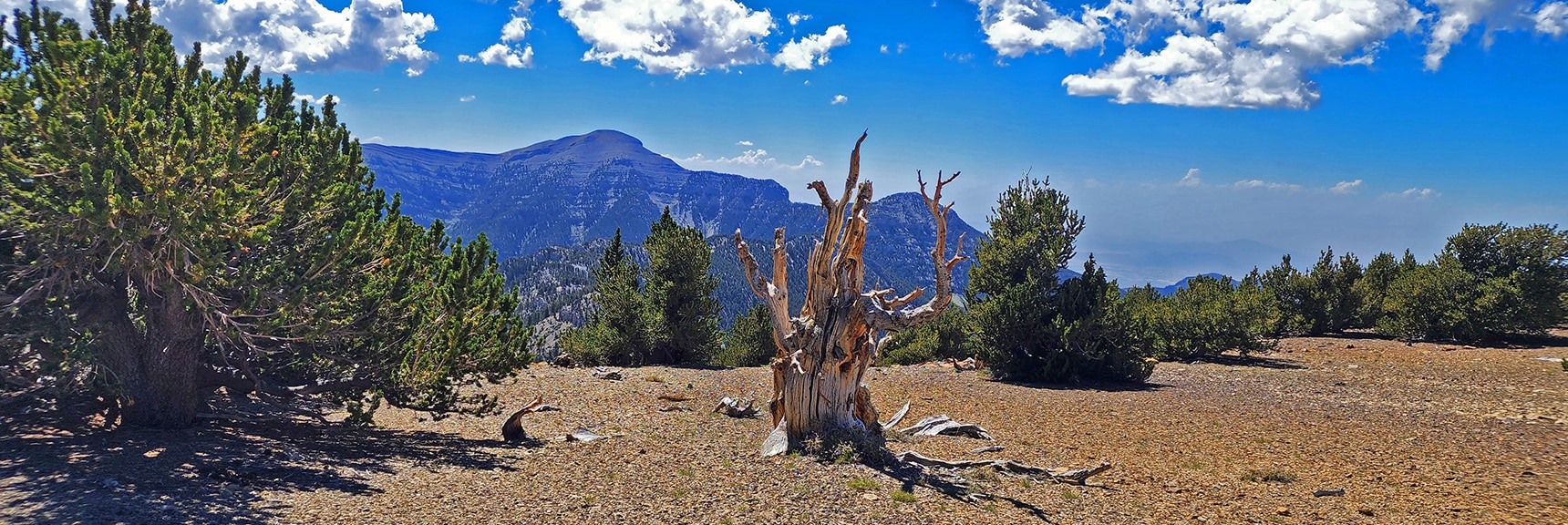 Old Ancient Bristlecone Pine Skeleton Marks "V-Shaped" Final Approach Opening | Mummy Mountain Grand Crossing | Lee Canyon to Deer Creek Road | Mt Charleston Wilderness | Spring Mountains, Nevada |