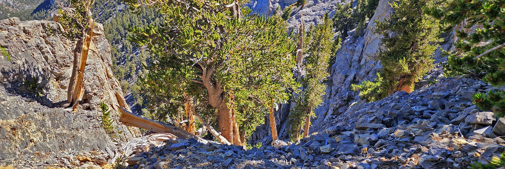 View Down the Descent "Chute". Loose Rock, Steep Near Vertical Cliff Slope. | Mummy Mountain Grand Crossing | Lee Canyon to Deer Creek Road | Mt Charleston Wilderness | Spring Mountains, Nevada |