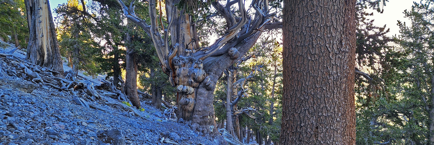 Many Beautiful Ancient Bristlecone Pines on the Stretch | Mummy Mountain Grand Crossing | Lee Canyon to Deer Creek Road | Mt Charleston Wilderness | Spring Mountains, Nevada |