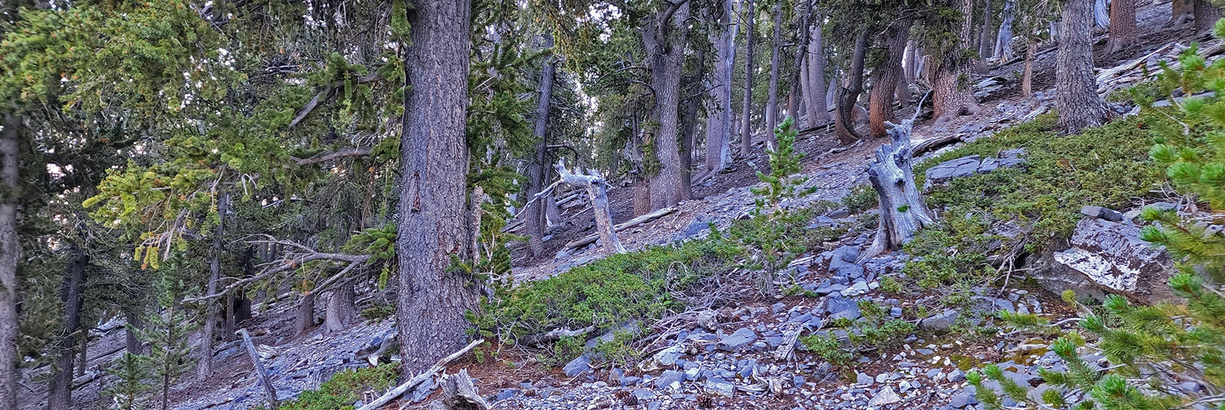 Slopes Below the Cliffs Remain Steep, Loose Rock, Forested | Mummy Mountain Grand Crossing | Lee Canyon to Deer Creek Road | Mt Charleston Wilderness | Spring Mountains, Nevada |