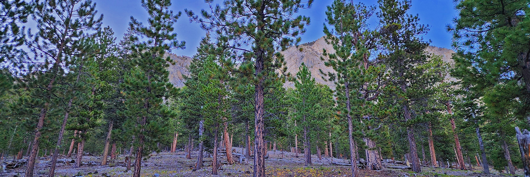 Heading Straight Up Put Me One Wash Too Far North, Missed the Main Wash Approach | Mummy Mountain Head from Lee Canyon Road | Mt Charleston Wilderness | Spring Mountains, Nevada