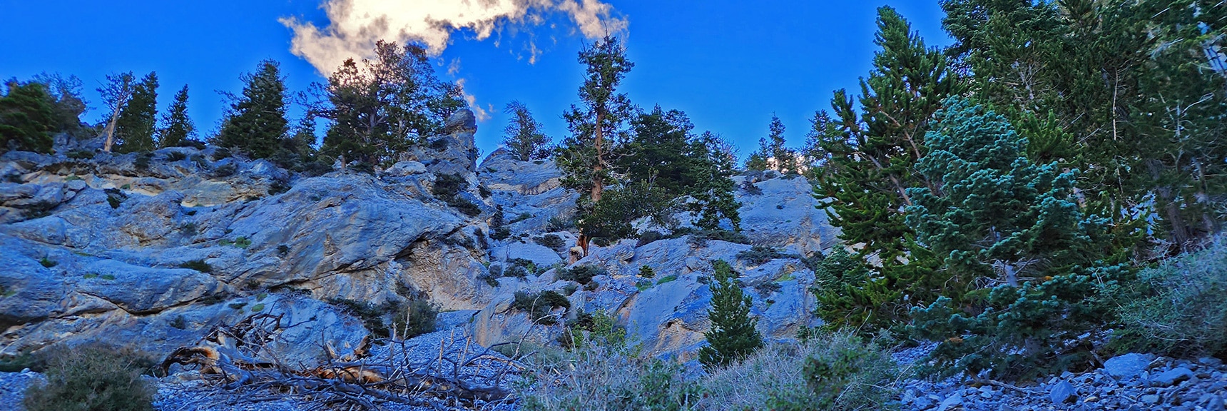 May Be Next Canyon North, Forested| Mummy Mountain Head from Lee Canyon Road | Mt Charleston Wilderness | Spring Mountains, Nevada