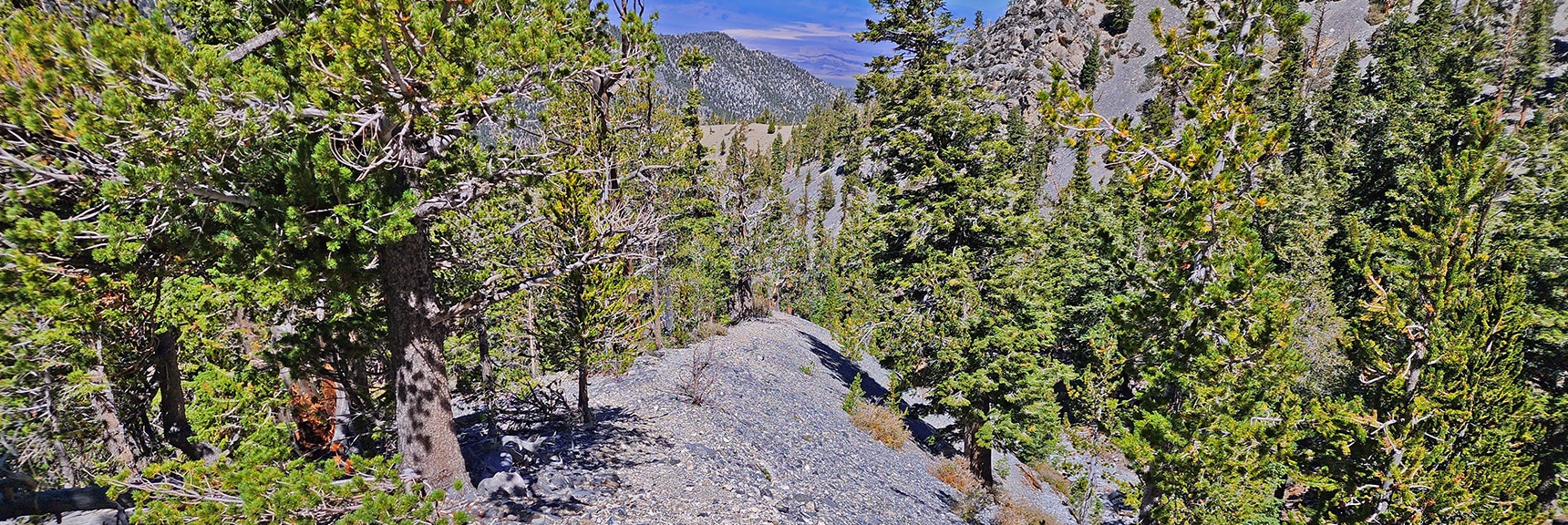 Descending Mummy's Head Approach Trail. Where Did It Originate? | Mummys Head | Lee Canyon | Mt Charleston Wilderness | Spring Mountains, Nevada