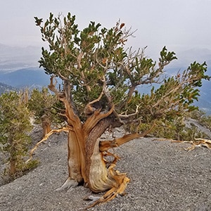 Mummy Mountain Northern Wilderness Overlook & Exotic Ancient Bristlecone Pines