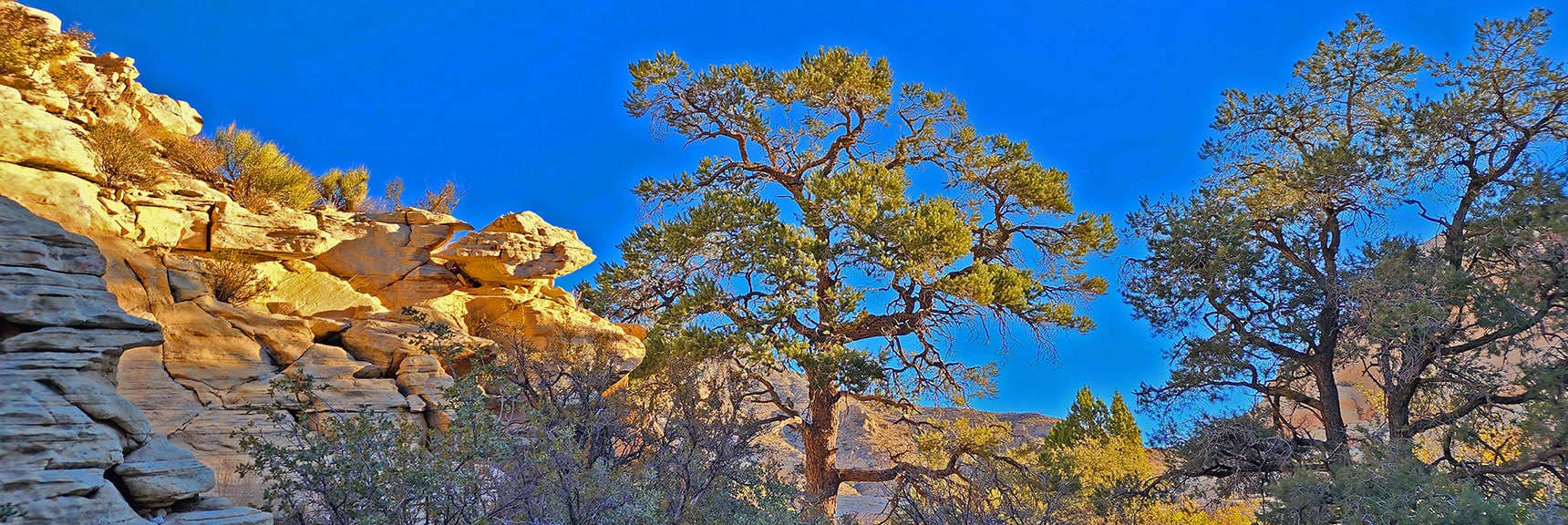 Many of the Plants and Trees So Artfully Placed Would Make a Bonsai Gardener Proud. | Calico Tanks | Red Rock Canyon National Conservation Area, Nevada