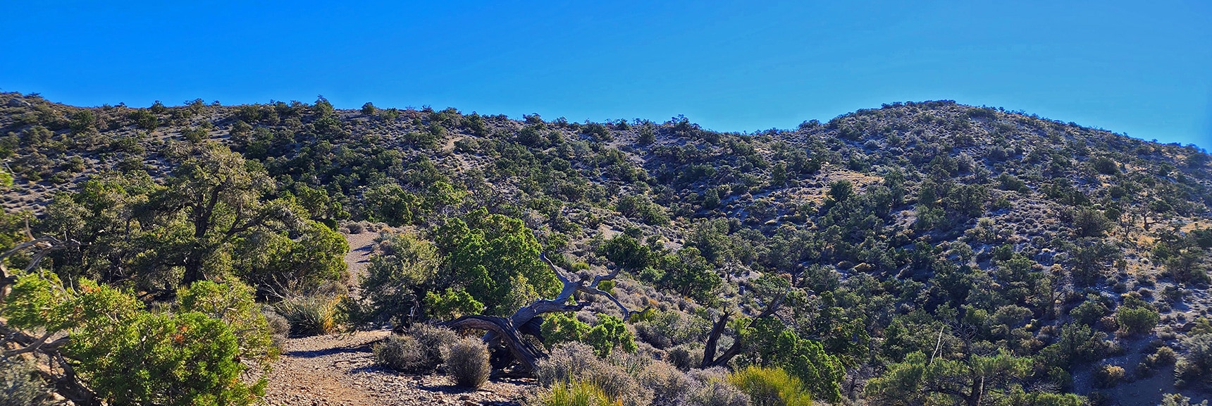 Approaching Upper Crest Ridgeline, Straight Ahead. | Hollow Rock Peak | Rainbow Mountain Wilderness, Nevada