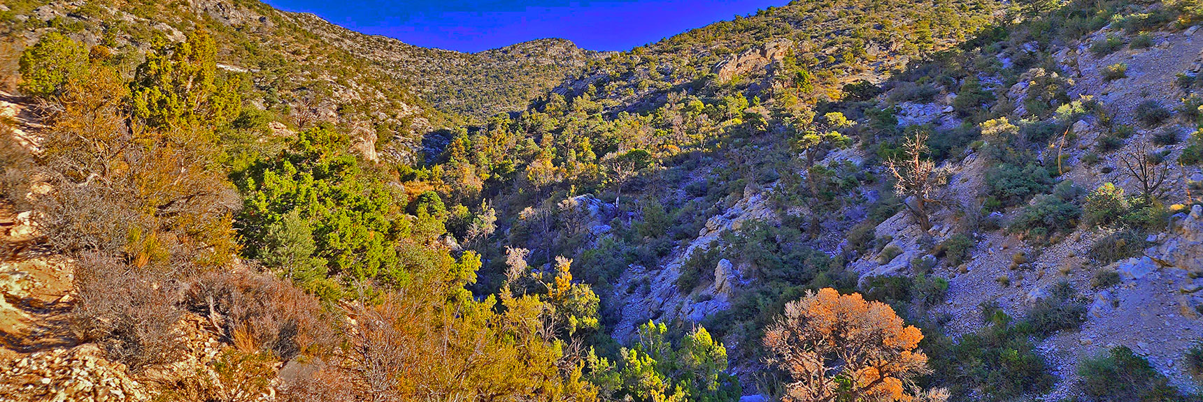 Lush Vegetation in La Madre Spring Canyon, Desert Above | Keystone Thrust West Summit Above White Rock Mountain | La Madre Mountains Wilderness, Nevada